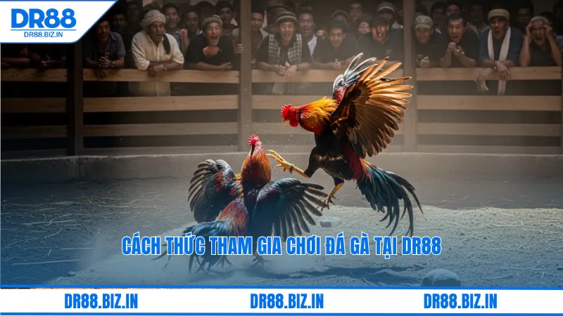 Cách thức tham gia chơi đá gà tại dr88